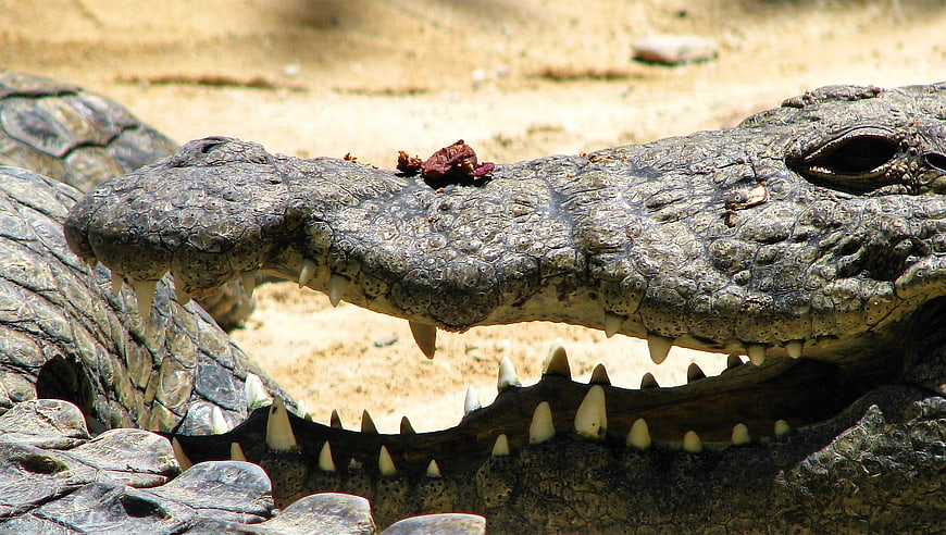 Close-up of crocodile head with open mouth and sharp teeth