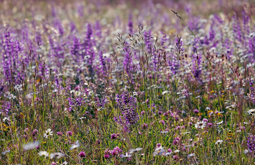 Purple Wildflower Meadow With White Blossoms And Tall Grasses