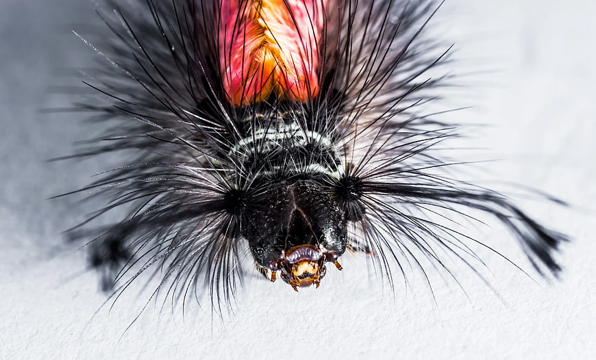 Macro Close-Up of Hairy Black and Red Caterpillar