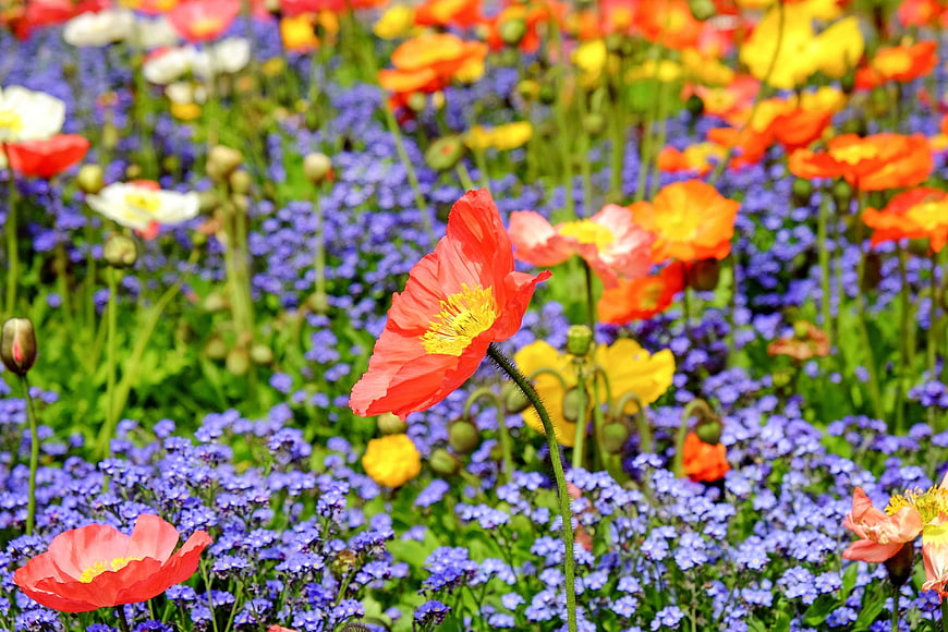 Vibrant Red Poppy Blooming in a Field of Blue Forget-Me-Nots