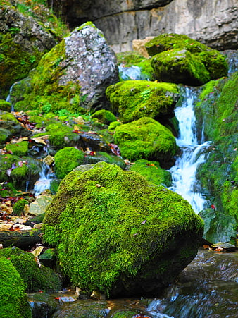 Mossy Rocks and Waterfall in Forest Stream