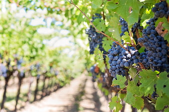 Ripe Purple Grapes Hanging on Vine in Sunlit Vineyard