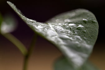 Close-up of Green Leaf with Water Droplets