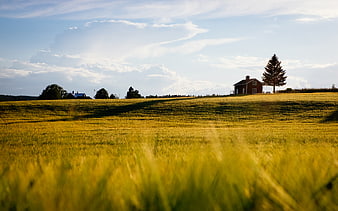 Golden Wheat Field with Red House and Blue Sky