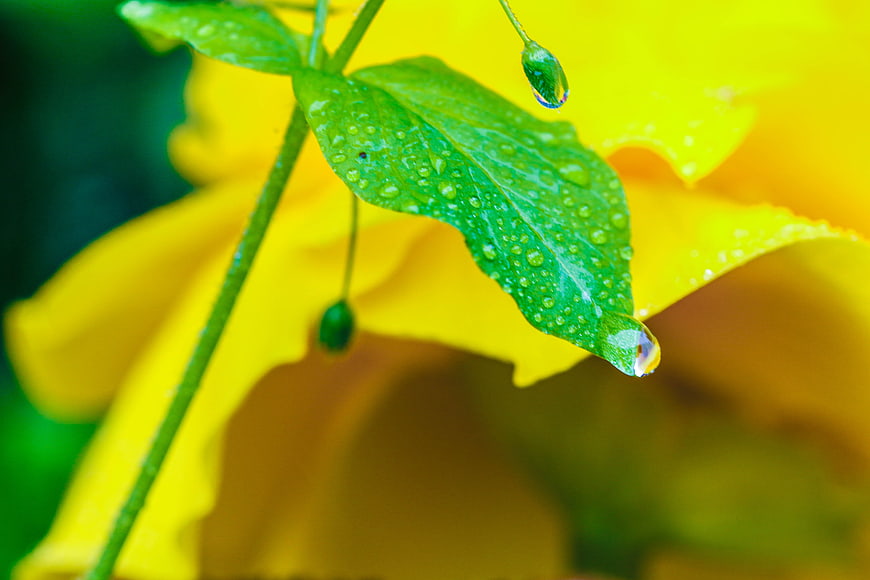 Macro shot of green leaf with water droplets against yellow flower