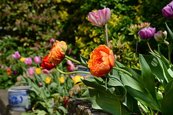 Vibrant Orange and Pink Tulips in a Sunny Garden