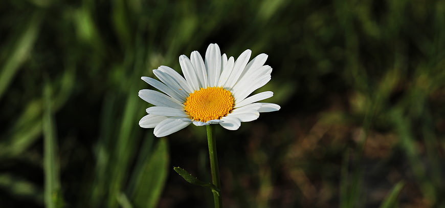 Close-up of a white daisy with yellow center in green grass