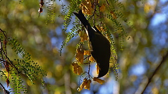 Bird Feeding on Yellow Flowers in Tree Branches