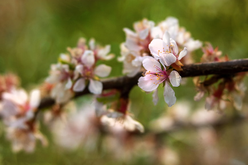 Close-up of delicate pink cherry blossoms on a branch
