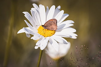 Brown Butterfly on White Daisy in Sunlight