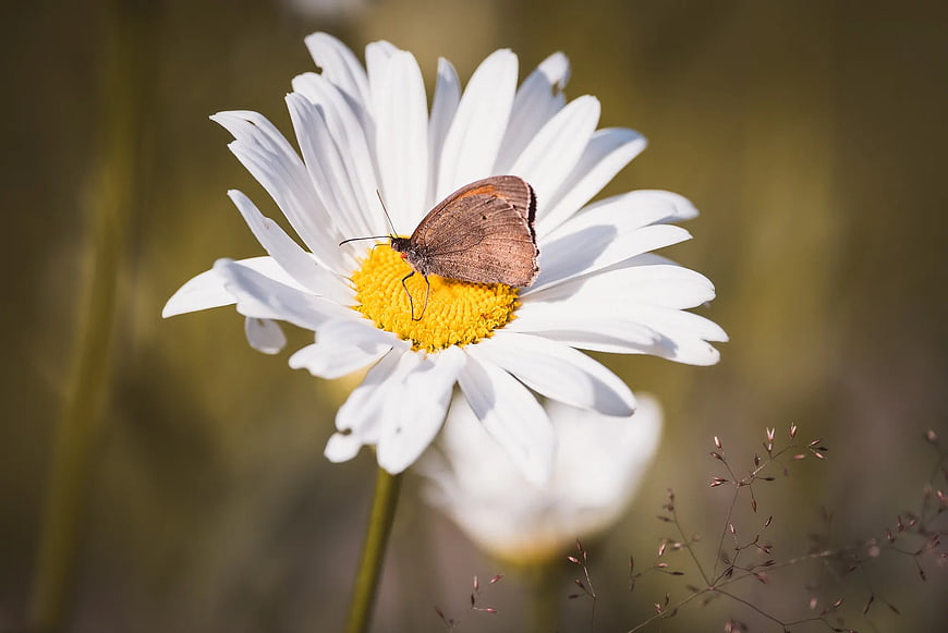 Brown Butterfly on White Daisy in Sunlight