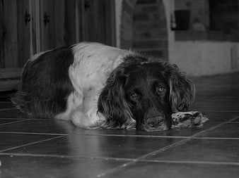 Sad black and white spaniel dog lying on tiled floor