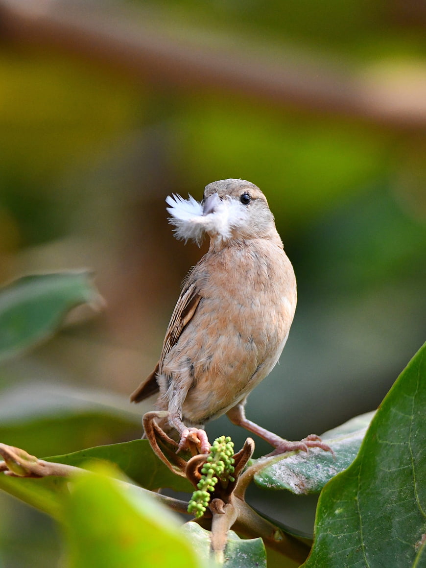 Small brown bird holding white feather in beak on branch