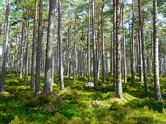 Sunlit Pine Forest with Mossy Undergrowth