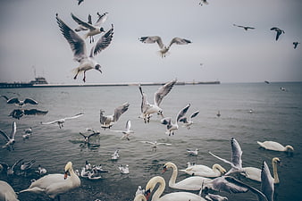 Seagulls and Swans Flying and Swimming in Harbor Water