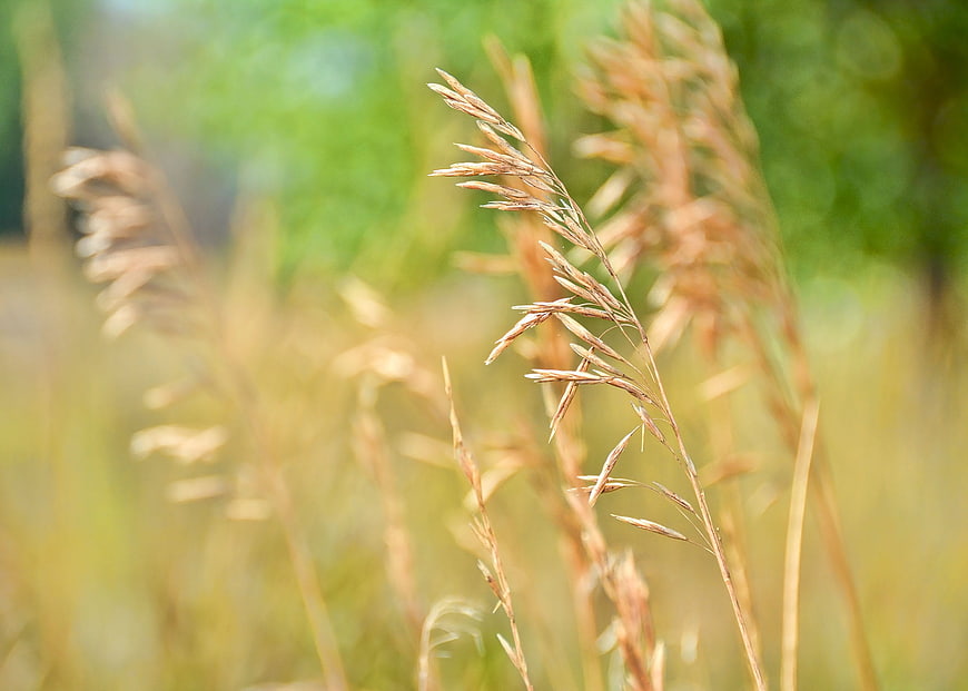 Close-up of golden autumn grass against blurred green background