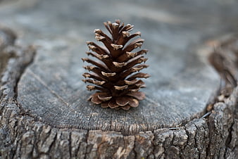 Close-up of a pinecone on a weathered tree stump