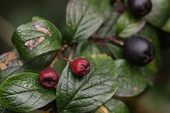 Close-up of red and black berries on green leaves