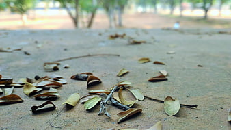 Low angle shot of dry fallen leaves on concrete path