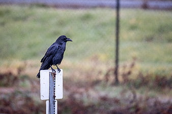 Black Raven Perched on White Fence Post in Field