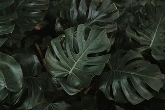 Dark moody monstera leaves texture background