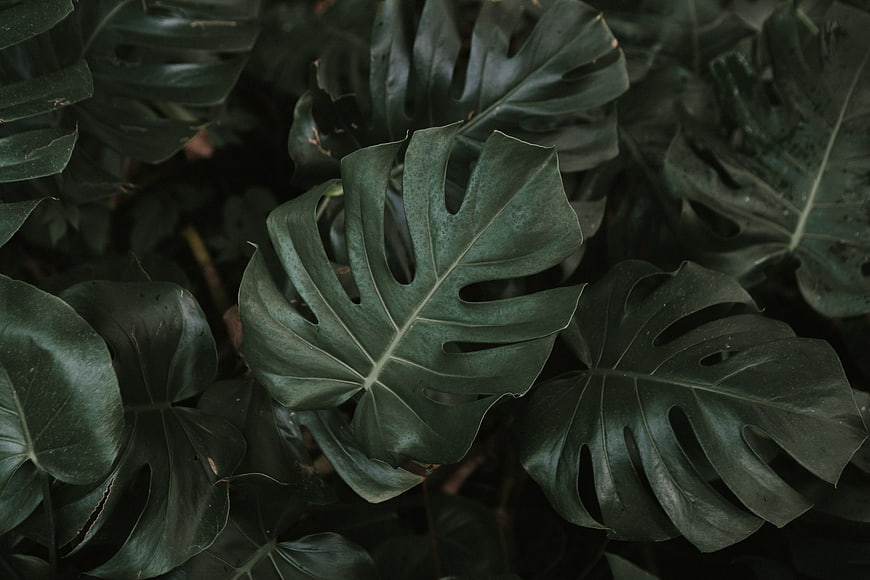 Dark moody monstera leaves texture background