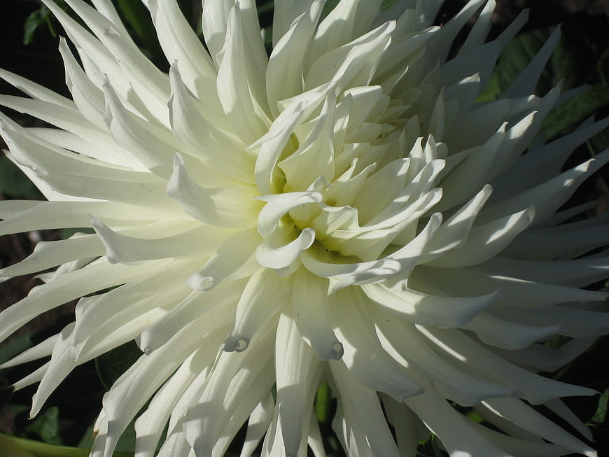 Close-up of a white dahlia flower with water droplets