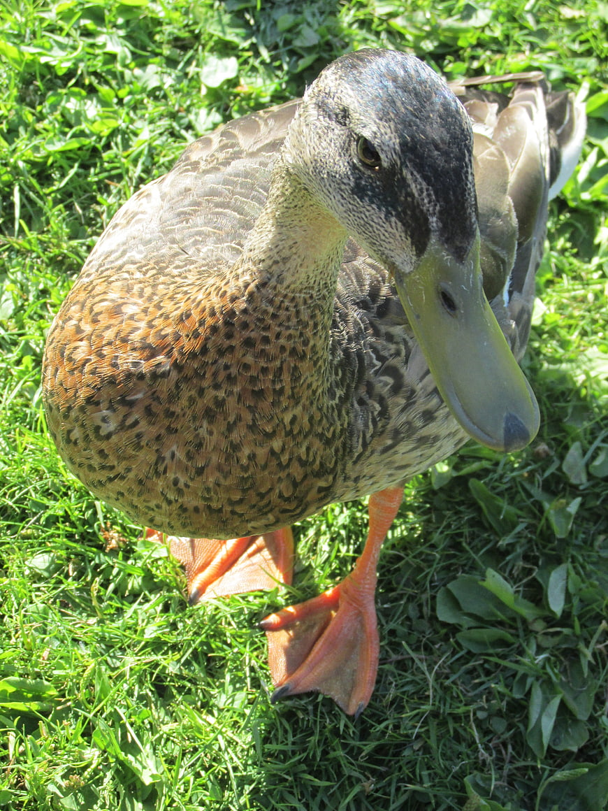 Close-up of a female mallard duck on green grass