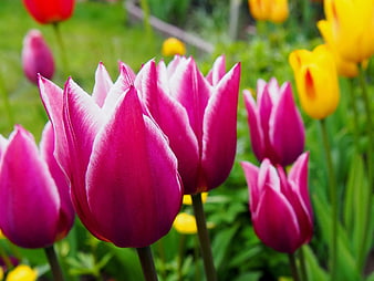 Vibrant Pink and White Tulips in a Spring Garden