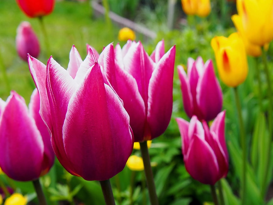 Vibrant Pink and White Tulips in a Spring Garden