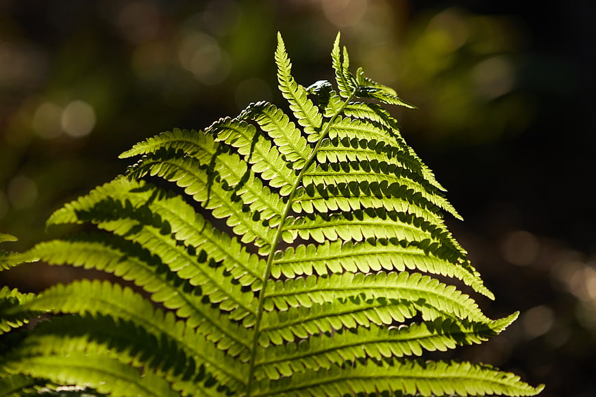 Close-up of vibrant green fern frond in forest sunlight