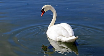 White Swan Swimming in Blue Water