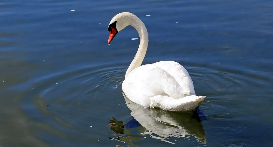 White Swan Swimming in Blue Water