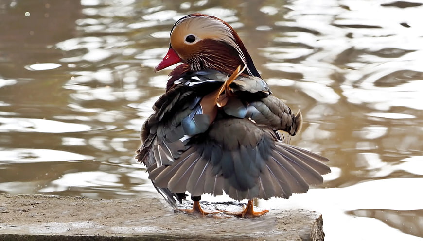 Male Mandarin Duck Preening Feathers by Water