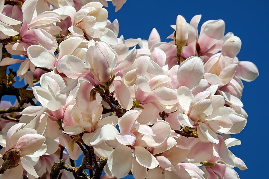 Pink and White Magnolia Blossoms Against Deep Blue Sky