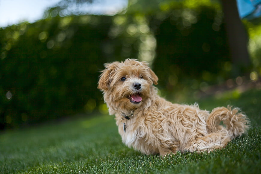 Happy fluffy dog lying on green grass in summer park
