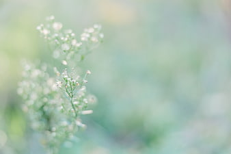 Soft Focus White Wildflowers with Green Bokeh Background