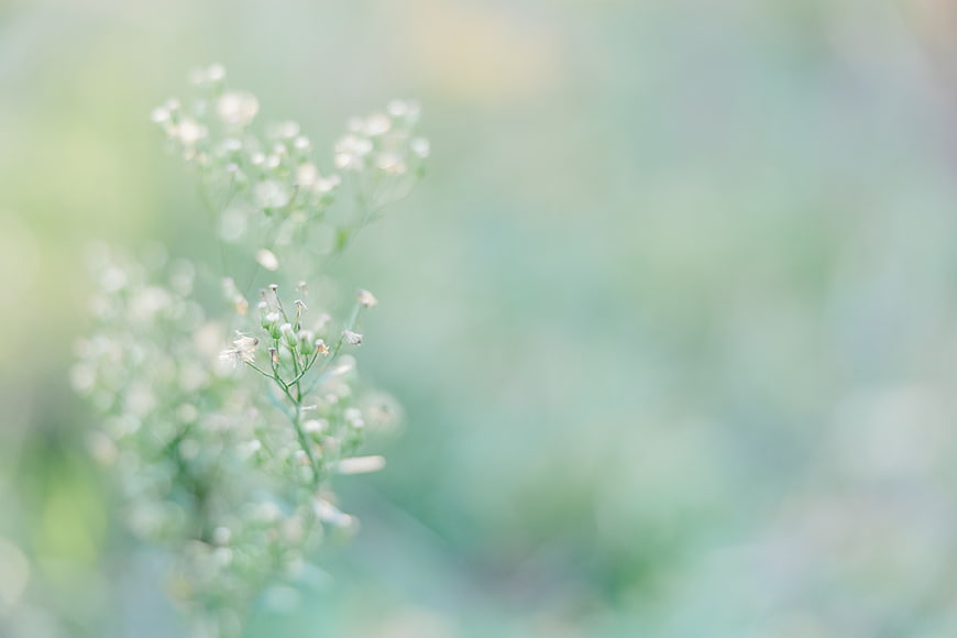 Soft Focus White Wildflowers with Green Bokeh Background