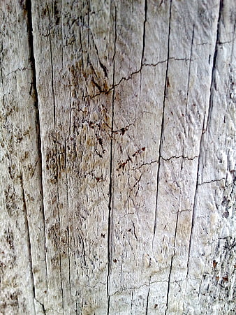 Close-up of weathered gray wood texture with cracks