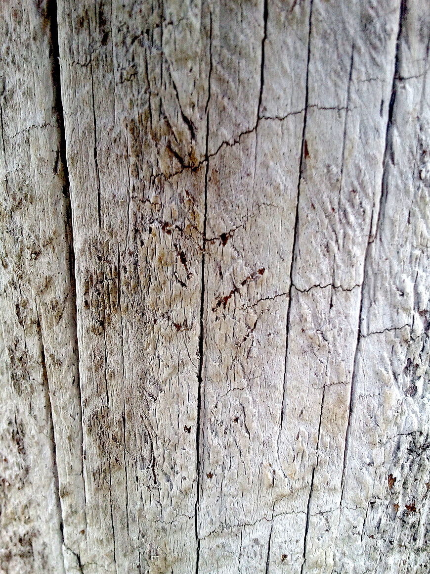 Close-up of weathered gray wood texture with cracks