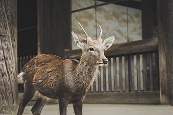 Young Sika Deer with Antlers Standing Near Wooden Temple