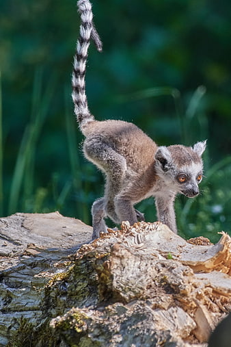 Ring-tailed Lemur Standing on Weathered Log in Natural Habitat