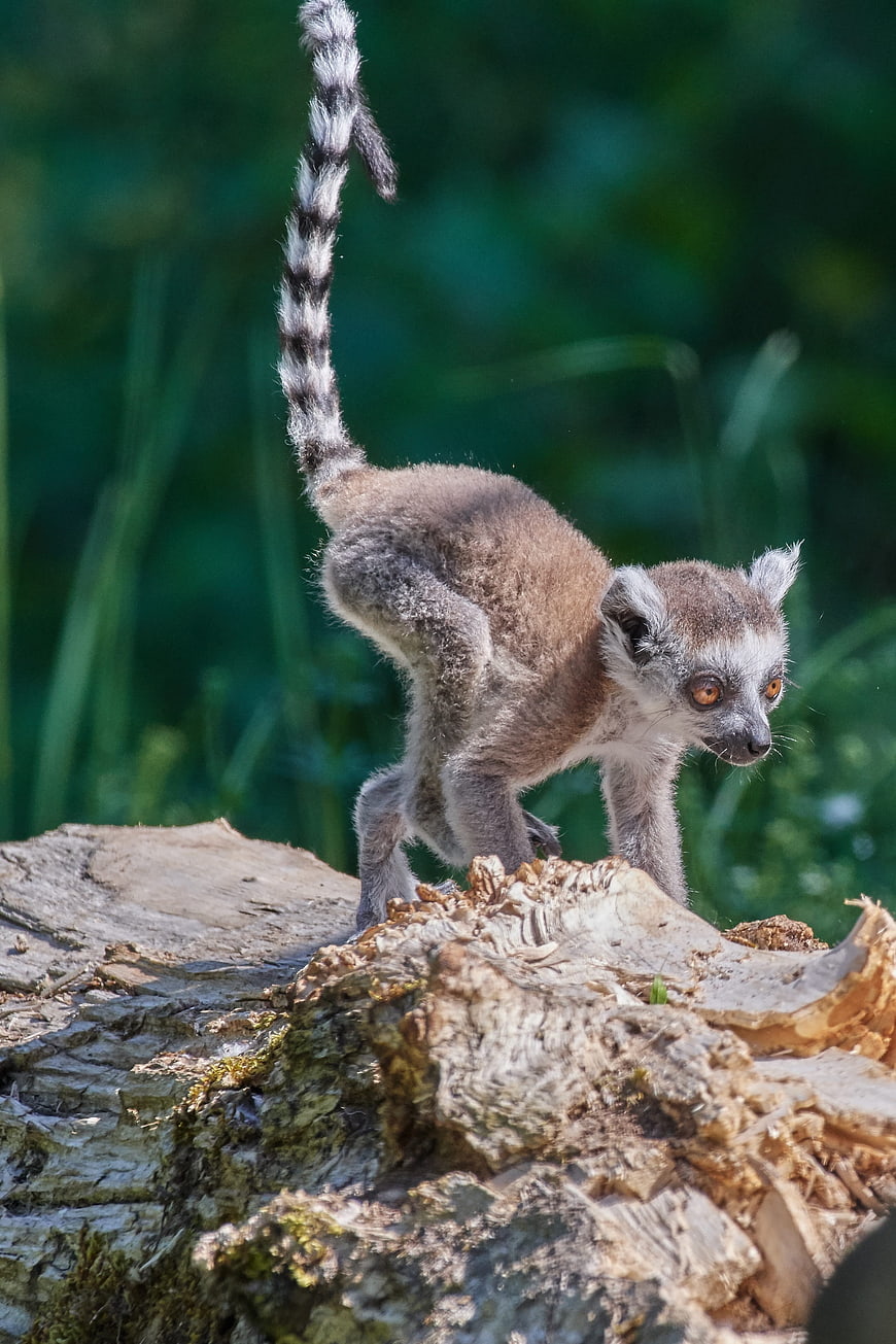 Ring-tailed Lemur Standing on Weathered Log in Natural Habitat