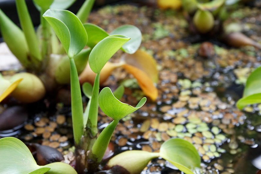 Close-up of water hyacinth plants floating in a pond