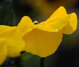 Close-up of yellow flower with water droplet