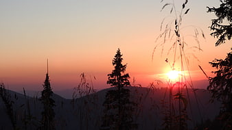 Silhouette of pine trees and grass against a vibrant sunset