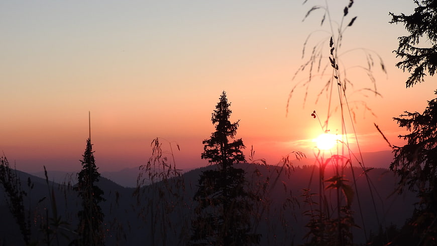 Silhouette of pine trees and grass against a vibrant sunset