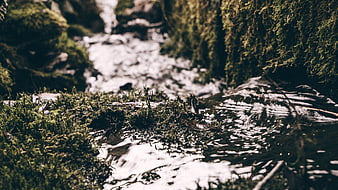 Close-up of mossy stream bank with flowing water