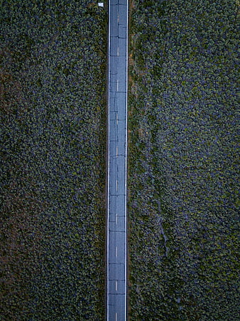 Aerial view of straight road through dense forest