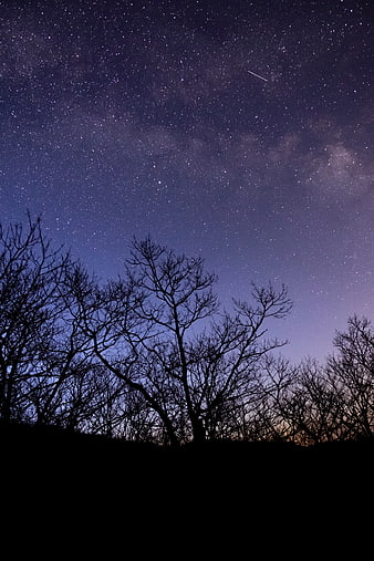 Starry Night Sky with Milky Way and Tree Silhouettes